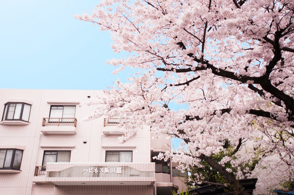 happiness_3_sakura_0002_2